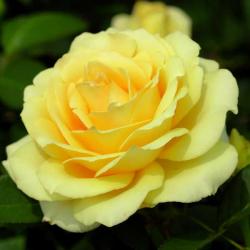 флорибунда  Йеллоу Саммер (Yellow Summer) (в тубе)